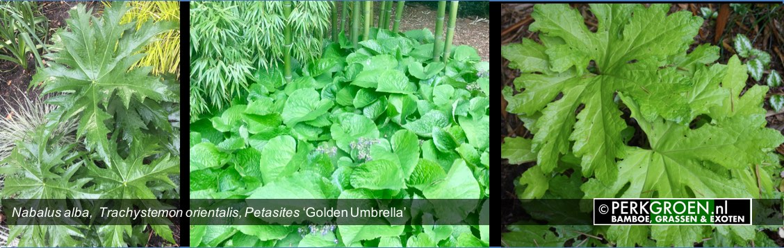 Nabalus alba  Trachystemon orientalis Petasites Golden Umbrell